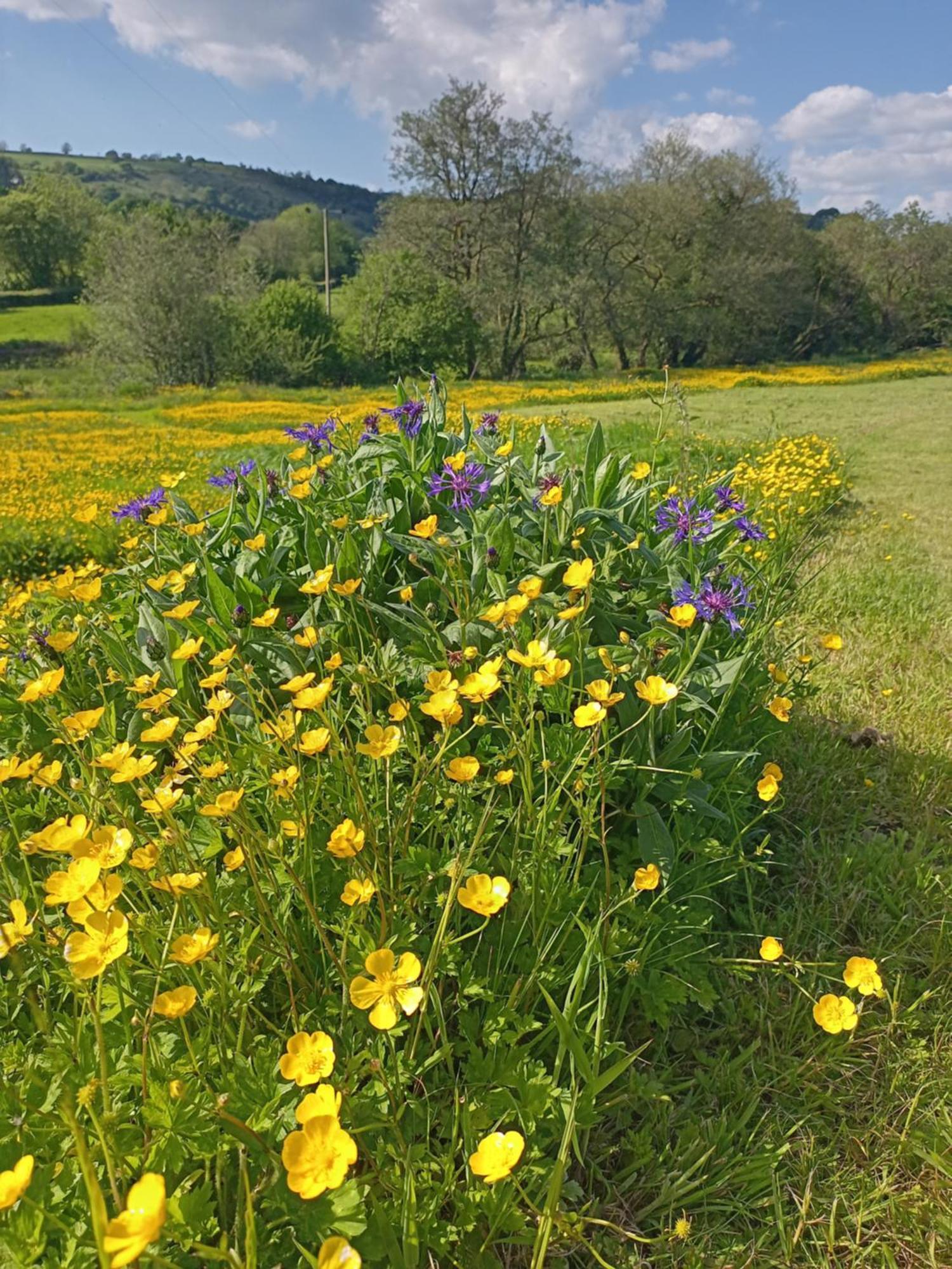 Llanfynydd Oak Tree Farm酒店 外观 照片